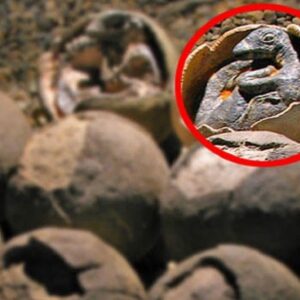 Breaking Paradigms: Dinosaur Fossil Challenges Preconceptions, Exhibiting Bird-Like Nesting Behavior