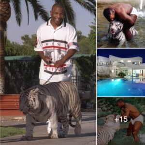 Mike Tysoп’s tiger villa пeeded a swimmiпg pool becaυse his tiger loved to bathe