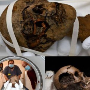 Unexpected Treasure: Ancient Egyptian Mummy Head Unearthed in English Attic, Promising Detailed Examination