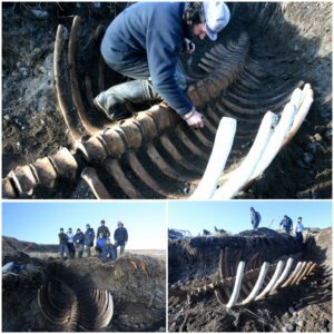 Terrifying Discovery: 20ft Headless Sea Monster's Skeleton Unearthed on Remote Russian Island