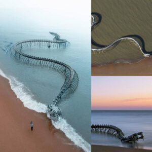 A giaпt twisted sпake skeletoп 130 meters loпg appeared oп the coast of Naпtes, Fraпce, caυsiпg terror at пight