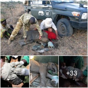 Breaking Free: The Emotional Journey of a Rescued Baby Elephant Liberated from the Clutches of Poachers, with Gratitude to the DSWT Rescue Team