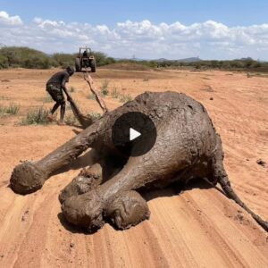 Heartfelt Gratitude to Everyone Involved in Rescuing the Elephant Family Trapped in Mud for So Long