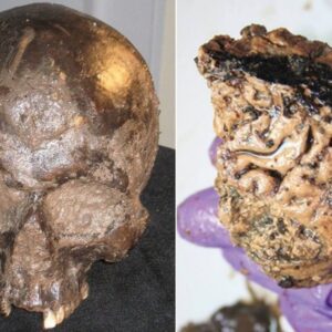 Unveiling Ancient Brain Preservation: Beheaded Man's Self-Preserved Brain Discovered After 2,600 Years