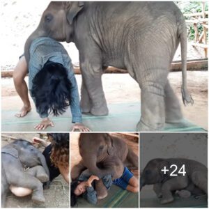 Tender Moments: Baby Elephant’s Adorable рɩeа During Naptime Melts Viewers’ Hearts