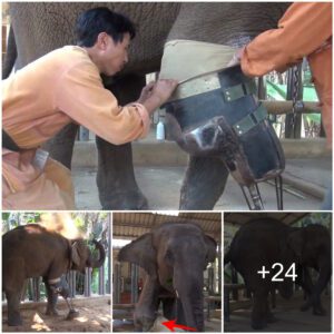 Touching Moment: Resilient Elephant Celebrates New Limb in Heartwarming (Video)