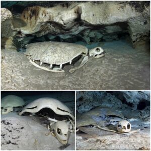 Chilling Discovery: Exploring the Turtle Cemetery in the Indian Ocean Cave Floor, Home to Hundreds of Giant Turtle Bones