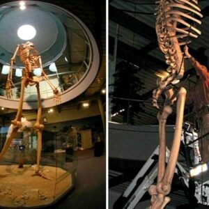 Ethical Debate: London's Hunterian Museum Opts Against Displaying Skeleton of Irish Giant Charles Byrne