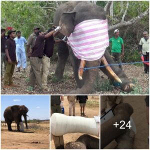 Wildlife Guardians Perform Vіtаl Examination and Treatment for іnjured Elephant