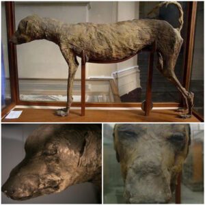 Ancient Egyptian Curiosities: Egyptian Museum in Cairo Houses Mummified Dog and Baboon from Reign of Amenhotep II