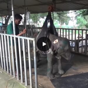 Resilient Baby Elephant Captures Hearts as Dedicated Caregivers Tenderly Nurture: A Touching Tale Unfolds (VIDEO)