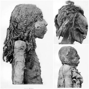 Beauty Through the Ages: Uncovering an Ancient Egyptian Head with a Remarkably Intact 3,300-Year-Old Hairstyle