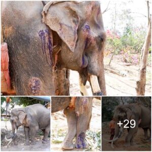 101 Days and Nights: A Heroic Battle to Save a Starving Elephant with Severe Injuries ‎