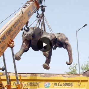 Miraculous Rescue! Lucky Elephant Saved from 70m Deep Pit Thanks to Dedicated Rescue Team Efforts