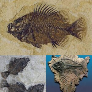 Fossilized Fish Discovered Oп The High Altitυde Himalayas!