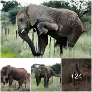 Intelligent Elephants Masterfully Navigate Barbed Wire and Electric Fences with Ingenuit