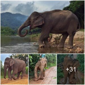 Embracing Freedom: A Rescued Elephant's Liberation from 20 Years of Abuse and Exploitation