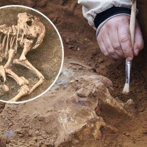 Unraveling the Secrets of Peculiar Skeletal Remains: Exploring the Strange Shapes Found in Archaeological Excavations