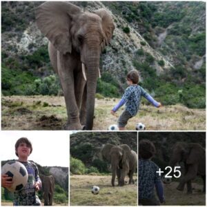 Epic Showdown: 5-Year-Old Boy Challenges Massive 3-Ton Elephants in Unbelievable Football Match