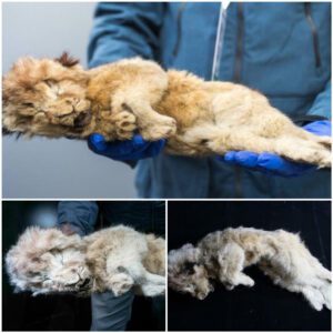 Siberia's Ancient Cubs: Abandoned Lion Cubs from 44,000 Years Ago Discovered in Perfect Preservation