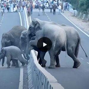 Charming Traffic Hold-Up: Baby Elephant Receives a Trunk Lift from Mom to Safely Cross the Road