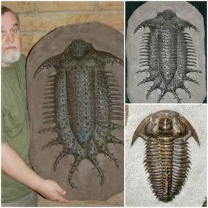 Trilobite Titan: The Extraordinary Find of the Largest Trilobite Species in the Annals of Paleontology