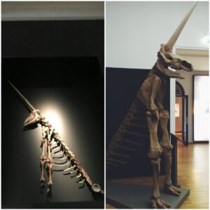 The Misguided Magdeburg Unicorn: Unraveling the Tale of a Notorious Fossil Reconstruction