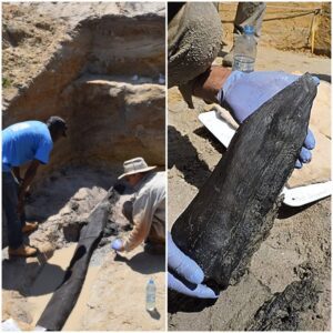 Wooden Relic of the Past: Ancient Structure Revealed in Zambia Dates Back 500,000 Years