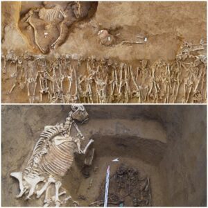 Remnants of Conflict: Unearthing the Mass Grave from the Second Battle of Himera in Sicily