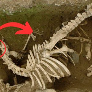 Ancient Connections: Revealing the Intriguing Roman Gaul Burial Rite of Men and Horses