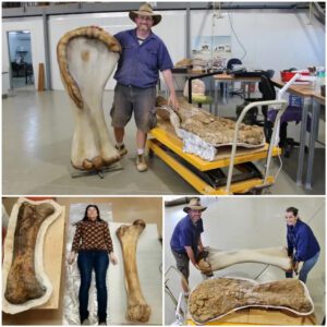 Titan of Australia: Largest Dinosaur Skeleton Confirmed as New Species Discovery