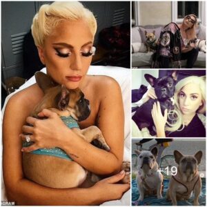 Lady Gaga gets lawsuit over $500K dog reward thrown out... after woman allegedly connected to theft and shooting of Gaga's dog walker tried to cash in