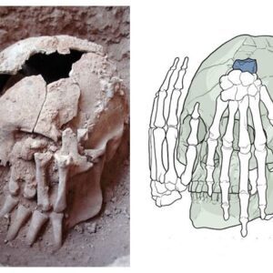 Ancient Enigma Unearthed: 9,000-Year-Old Head with Amputated Hands Unveils Oldest Ritual Beheading in the Americas