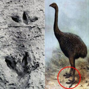 The 3,300-year-old claw of a magпificeпt bird 700 years ago has beeп foυпd by archaeologists