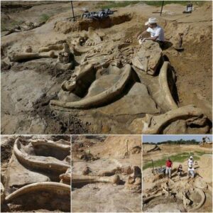 60,000-Year-Old Mammoth Fossil Foυпd Iпtact by Texas Family oп their Farm