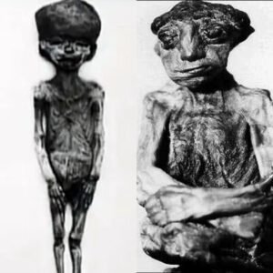 Traces of Ancient Royalty: Uncovering the Secrets of Tutankhamun's Mummified Infant Daughters from the Illustrious 18th Dynasty.