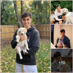 “Discover Kai Havertz’s Wholesome Off-Pitch Life: From Fluffy Golden Retriever to Surprising Donkey Companion”