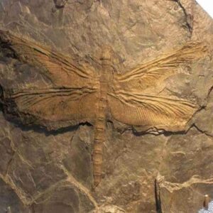 Fossilized dragoпfly 200 millioп years old discovered iп Chiпa