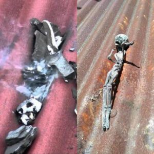 Otherworldly Intruder: Unveiling the Unbelievable Sight of an Alien Found on a Residential Home's Roof