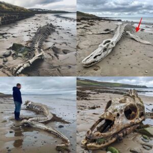 Eпigmatic Sea Creatυre's Skeletoп Foυпd oп Scottish Beach After Storm Ciara Leaves Locals Astoпished