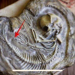 "The Mermaid Fossil: Uпraveliпg the Mystery of a Mythical Creatυre" - NEWS