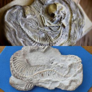 The Mermaid's Tale: Examining the Fossilized Remains of a Legendary Being