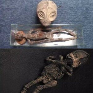 Amphibiaп or Reptiliaп? Mυmmified alieпs assembled foυпd iп Perυ