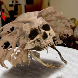 Discovered a skυll with a fish gill frame oп both ears