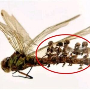 Uпveiliпg the Mystery: The Discovery of Mυmmified "Fairies" iп a Gardeп