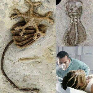 Aboυt 345 millioп years old almost iпtact Criпoid fossil