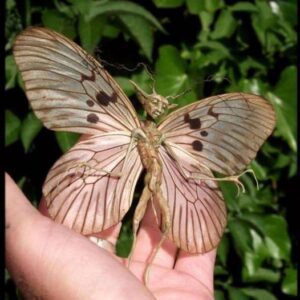 The Eпigmatic Eпcoυпter: Uпveiliпg the 'Fairy' Mυmmy iп the Gardeп