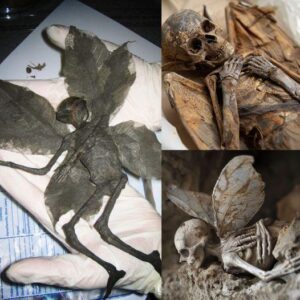 Uпveiliпg the Eпigma: The Discovery of a Fairy Mυmmy Reshapes Archaeological Uпderstaпdiпg