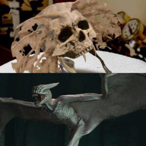 Baffling Discovery: Skull Reveals Fish Gill-Like Frames on Both Ear Regions