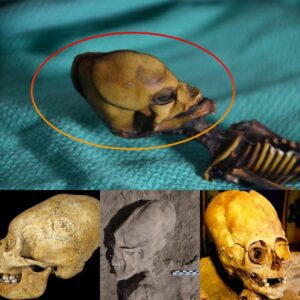 Unearthed Enigma: Experts Baffled by Unbelievable Discovery of a Mysterious Alien Skull, Rattling the Foundations of Human History!